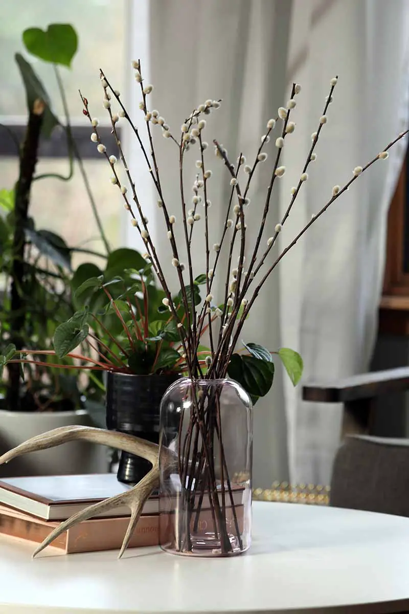 Una imagen vertical de primer plano de ramas de sauce en un pequeño jarrón colocado sobre una mesa blanca con plantas de interior en el fondo.