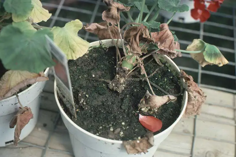Una imagen horizontal de primer plano de una planta de geranio que crece en una maceta que muestra síntomas de pudrición de la raíz de pythium.