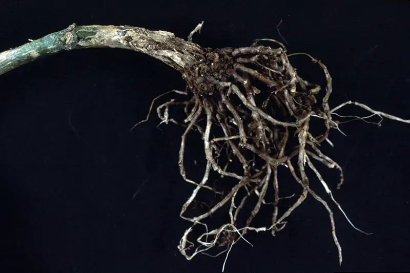 Una imagen horizontal de primer plano de las raíces que sufren de pudrición de la raíz por Pythium en un fondo negro.