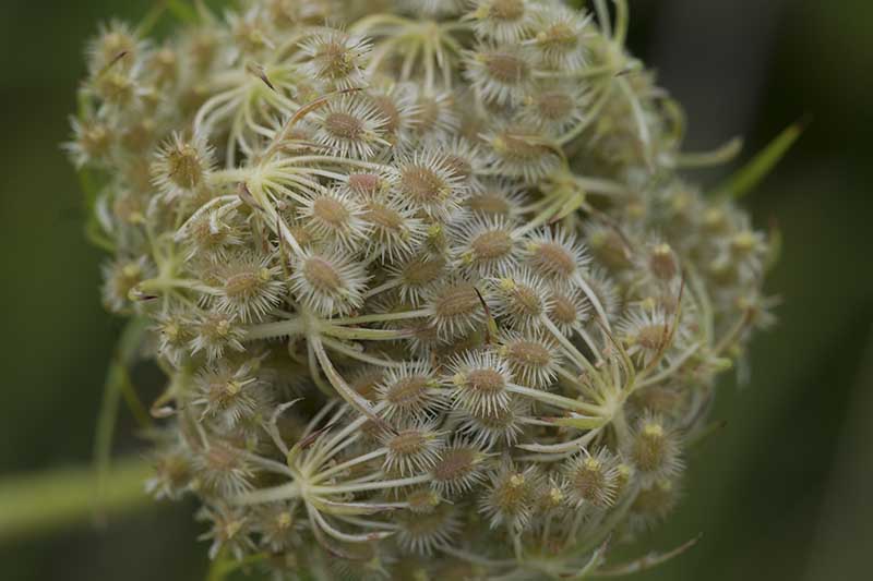 Una imagen horizontal de primer plano de las semillas del encaje de la reina Ana (Daucus carota) creciendo en la foto sobre un fondo de enfoque suave.