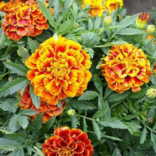 Un primer plano del cultivar de caléndula 'Queen Sophia'.  Flores de color amarillo brillante, rojo y naranja con follaje en el fondo, que crecen en el jardín de verano.