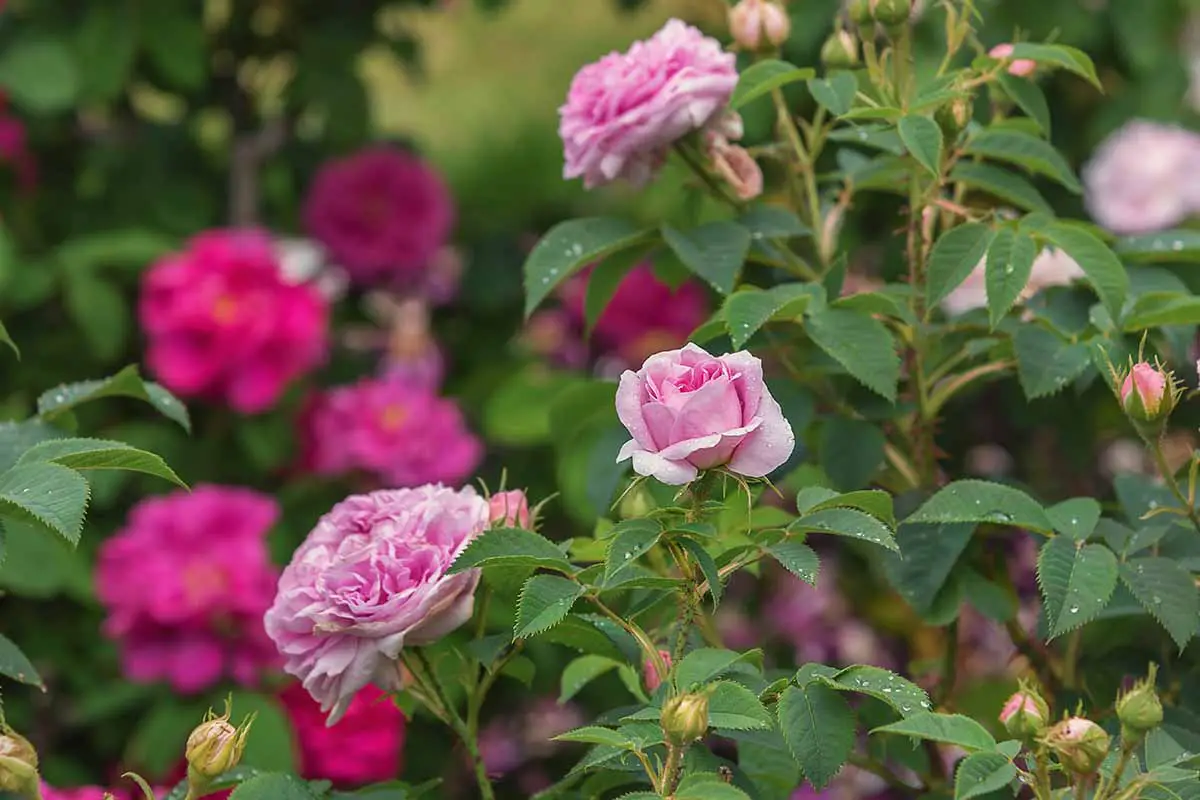 Una imagen horizontal de las flores rosadas de Rosa 'Reina de Dinamarca' representada en un fondo de enfoque suave.