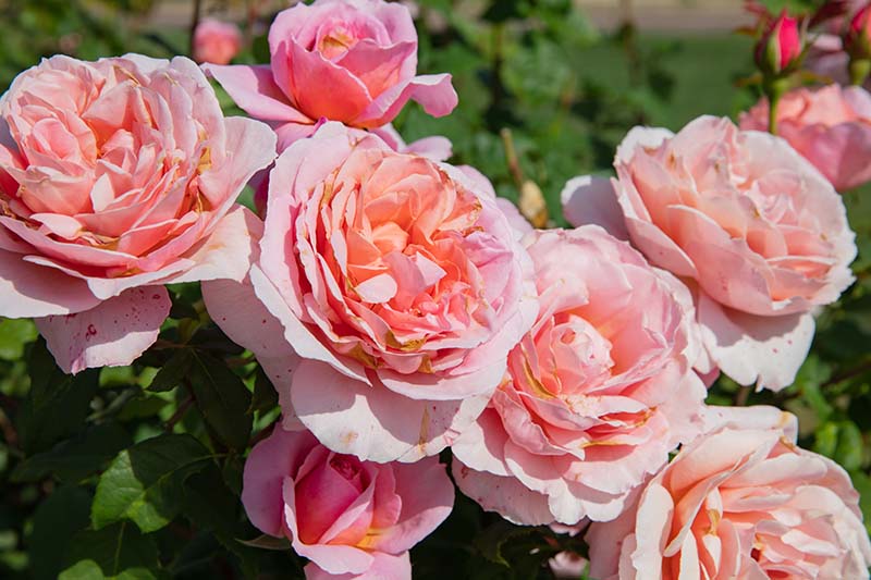Una imagen horizontal de primer plano de las flores rosadas de la 'Reina de Suecia' que crecen en el jardín fotografiadas bajo el sol brillante.