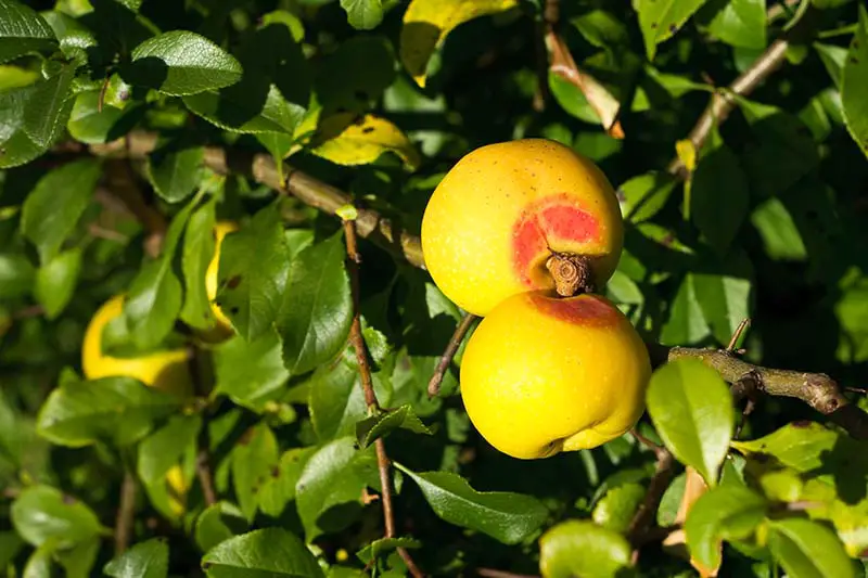 Una imagen horizontal de cerca de frutos de membrillo que se desarrollan en un arbusto Chaenomeles fotografiado a la luz del sol.