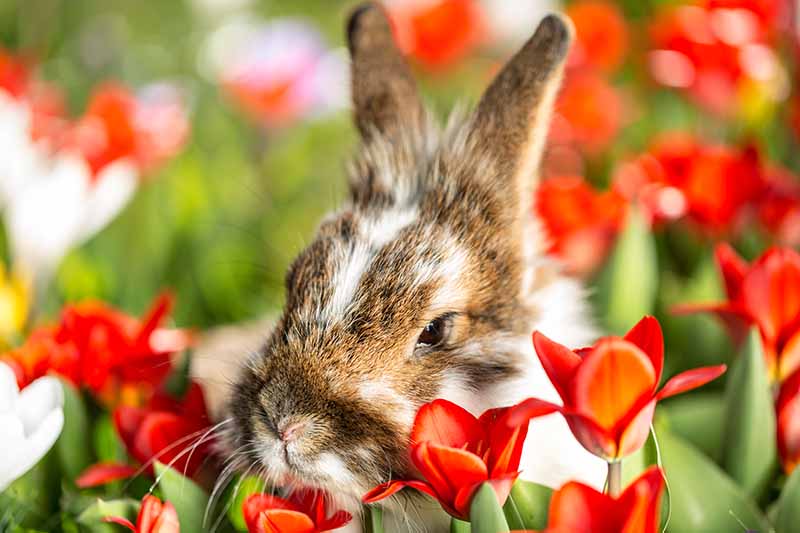 Una imagen horizontal de primer plano de un conejo comiendo flores de primavera en la foto a la luz del sol sobre un fondo de enfoque suave.