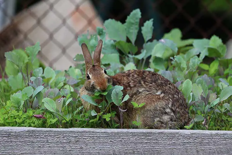 Una imagen horizontal de cerca de un conejo comiendo de un huerto de cama elevada.