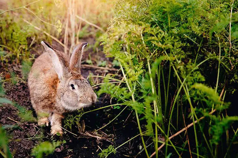 Un primer plano de un conejo a la izquierda del marco, investigando un huerto.  A la derecha del marco hay follaje de zanahoria verde, que el conejo está olfateando.  El fondo es suelo y vegetación en foco suave, a la luz del sol.