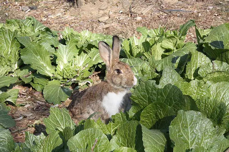 Una imagen horizontal de primer plano de un conejo en un parche de col que parece ligeramente alarmado.