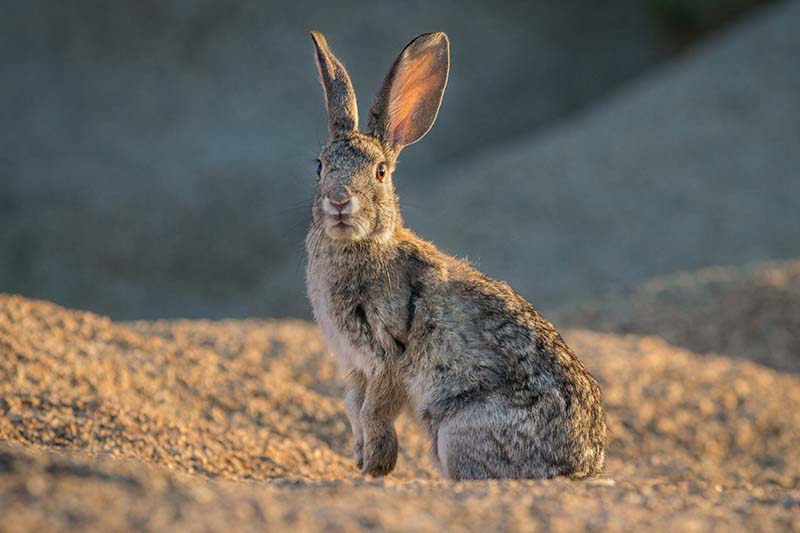 Una imagen horizontal de primer plano de un pequeño conejo fotografiado a la luz del sol sobre un fondo de enfoque suave.