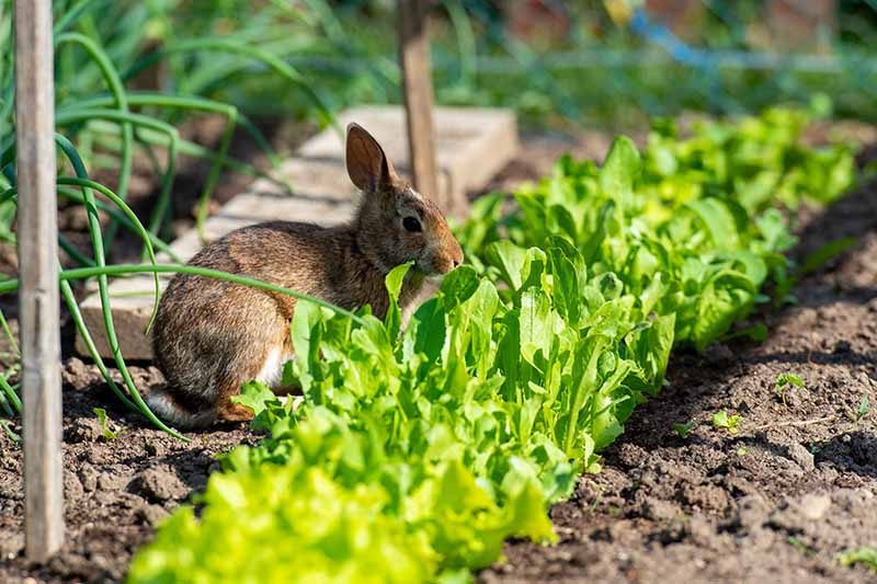 Una imagen horizontal de primer plano de un conejo comiendo lechuga que crece en el huerto.
