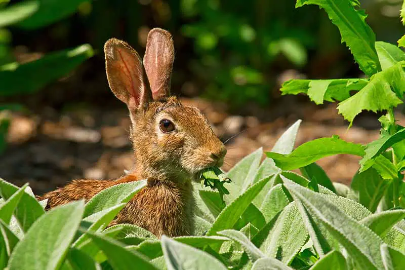 Una imagen horizontal de primer plano de un conejo en un huerto que desperdicia verduras frondosas fotografiadas bajo el sol brillante sobre un fondo de enfoque suave.