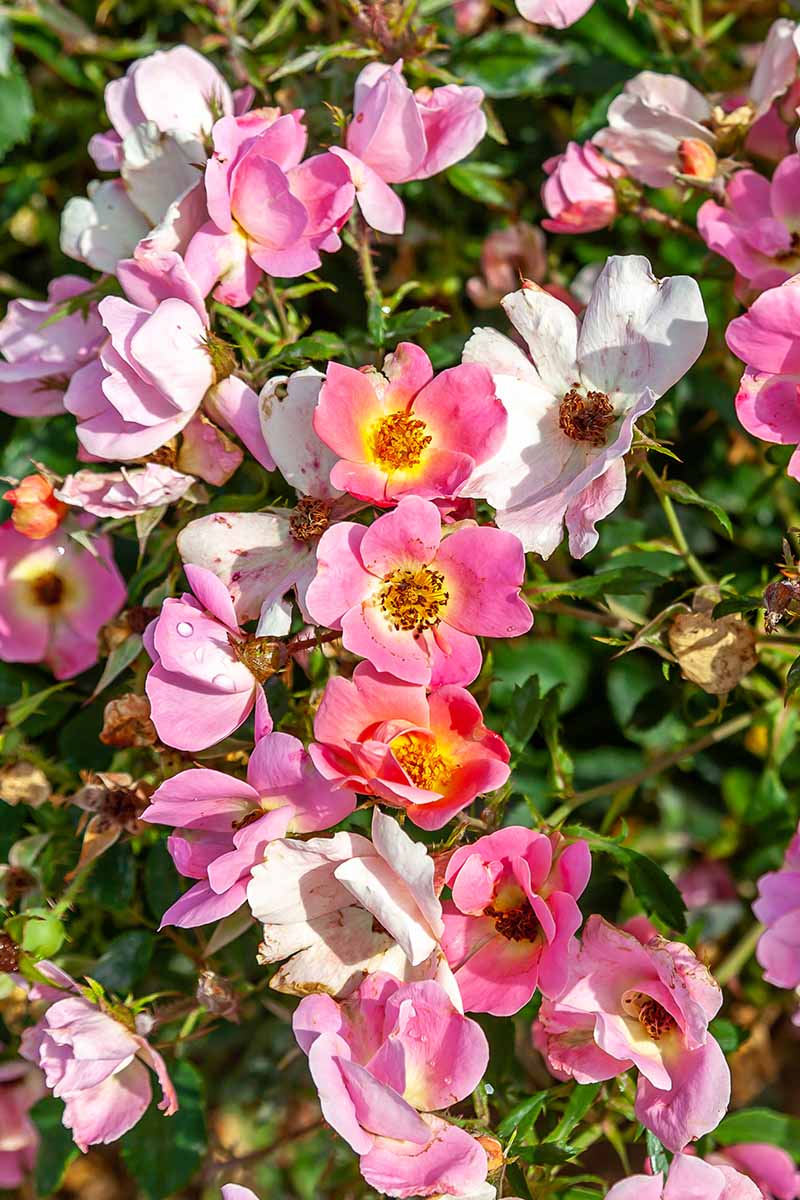 Una imagen vertical de primer plano de rosas Rainbow Knock Out de color rosa pálido a rosa intenso que crecen en el jardín de verano.