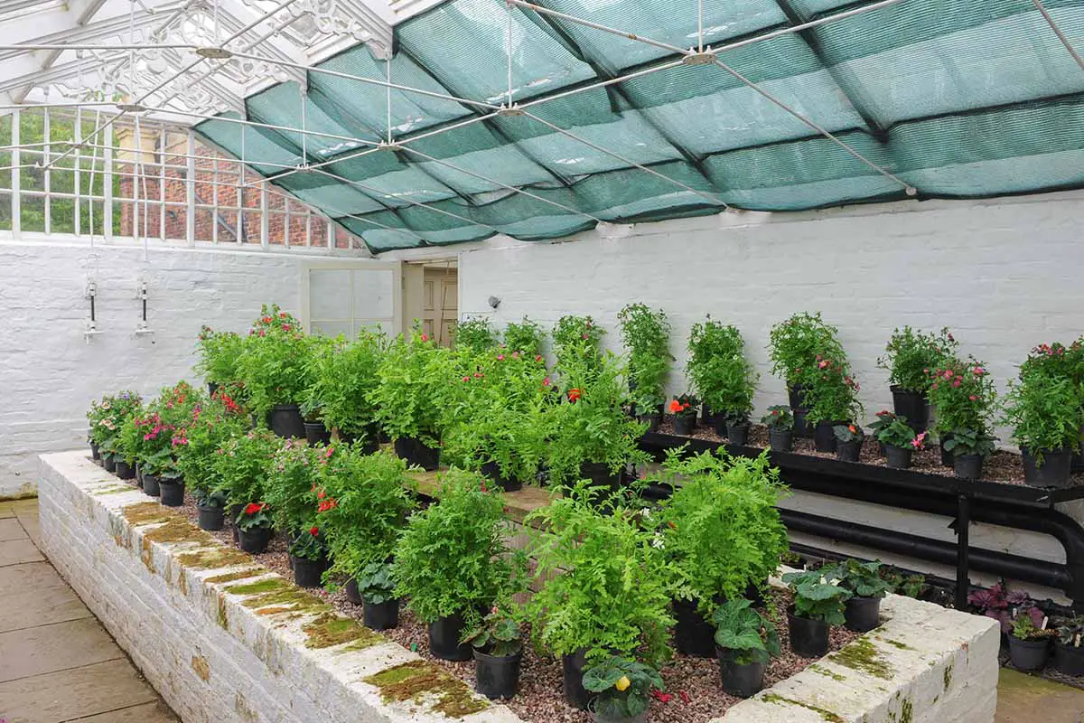 Una imagen horizontal de lechos de jardín elevados y estantes en un invernadero cubierto con una variedad de plantas en macetas en crecimiento.