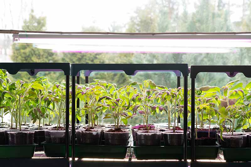 Una imagen horizontal de primer plano de bandejas de plántulas de tomate colocadas bajo luces de crecimiento.