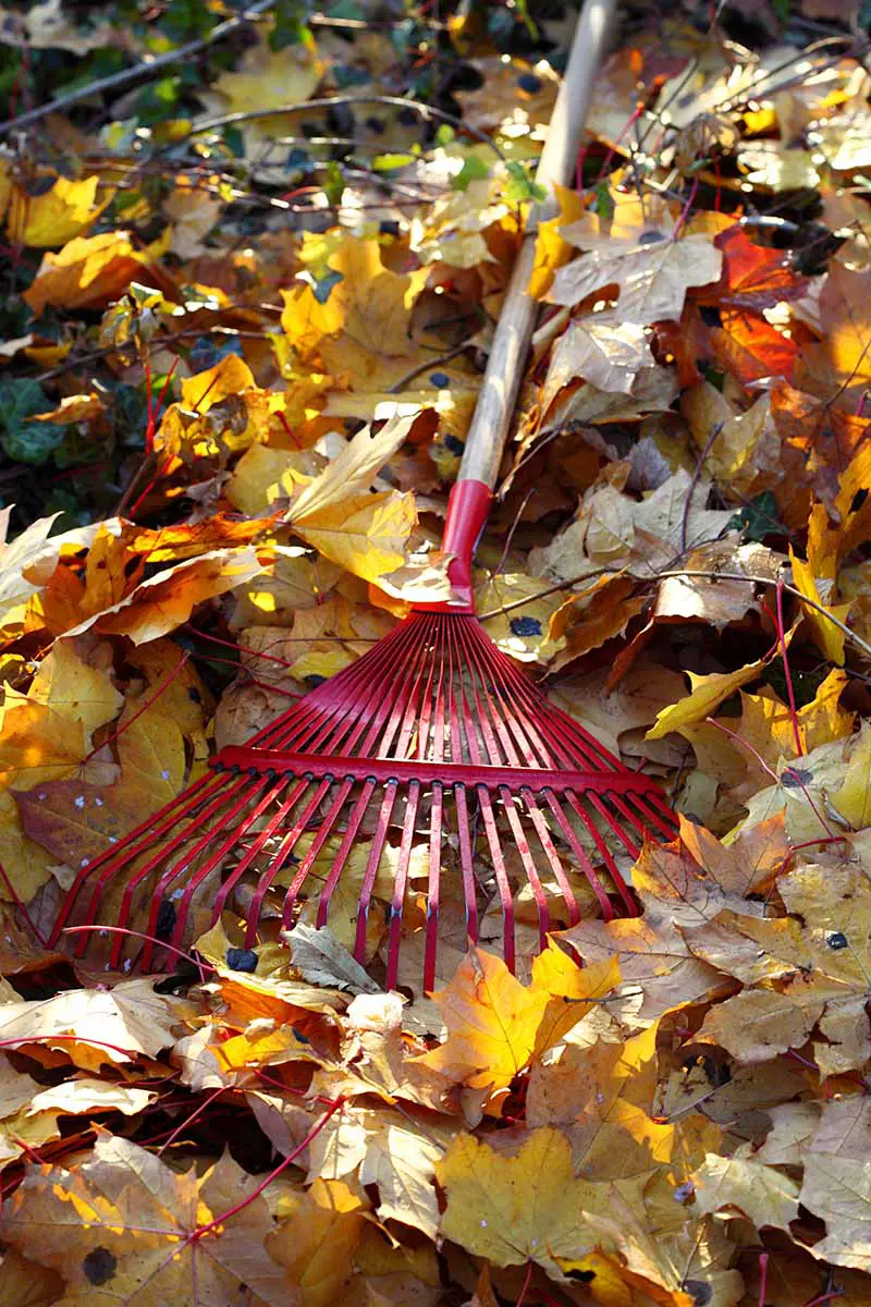 Una imagen vertical de primer plano de un rastrillo de metal rojo colocado entre hojas de otoño amarillas y marrones, fotografiada con luz solar filtrada.