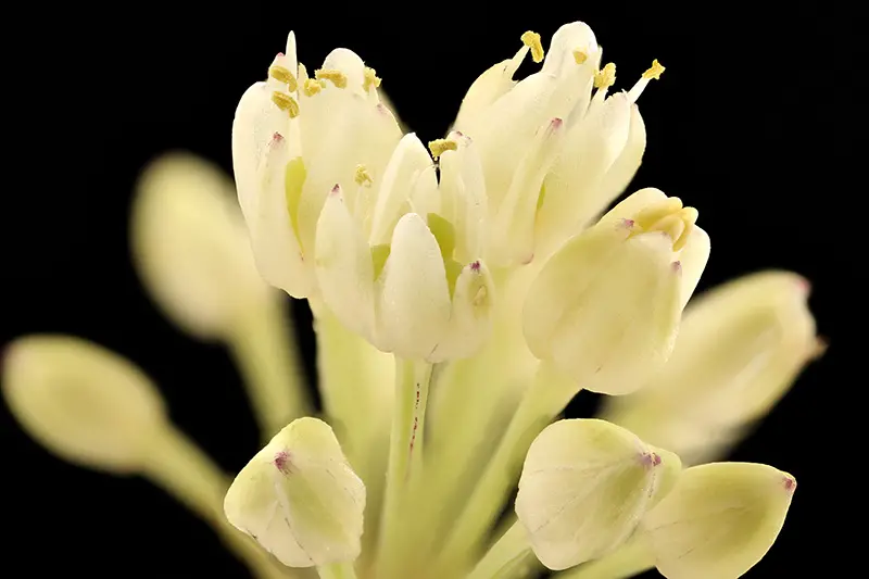 Un primer plano de una flor de Allium tricoccum sobre un fondo oscuro.