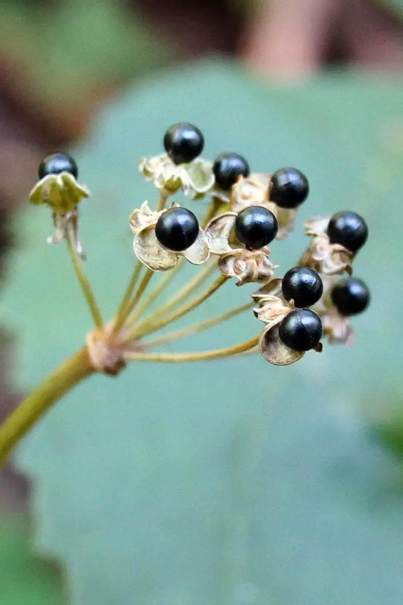 Un primer plano de una cabeza de flor seca y pequeñas semillas negras de Allium tricoccum sobre un fondo de enfoque suave.