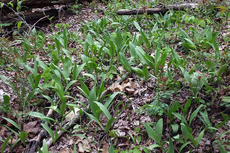 Un primer plano del suelo de un bosque con plantas de Allium tricoccum que crecen entre las hojas caídas.