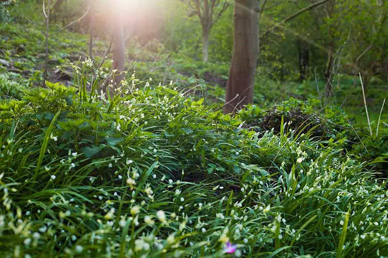 Un campo de plantas maduras de Allium tricoccum que crecen en un bosque con pequeñas flores blancas y amarillas a la luz del sol con árboles en un enfoque suave en el fondo.