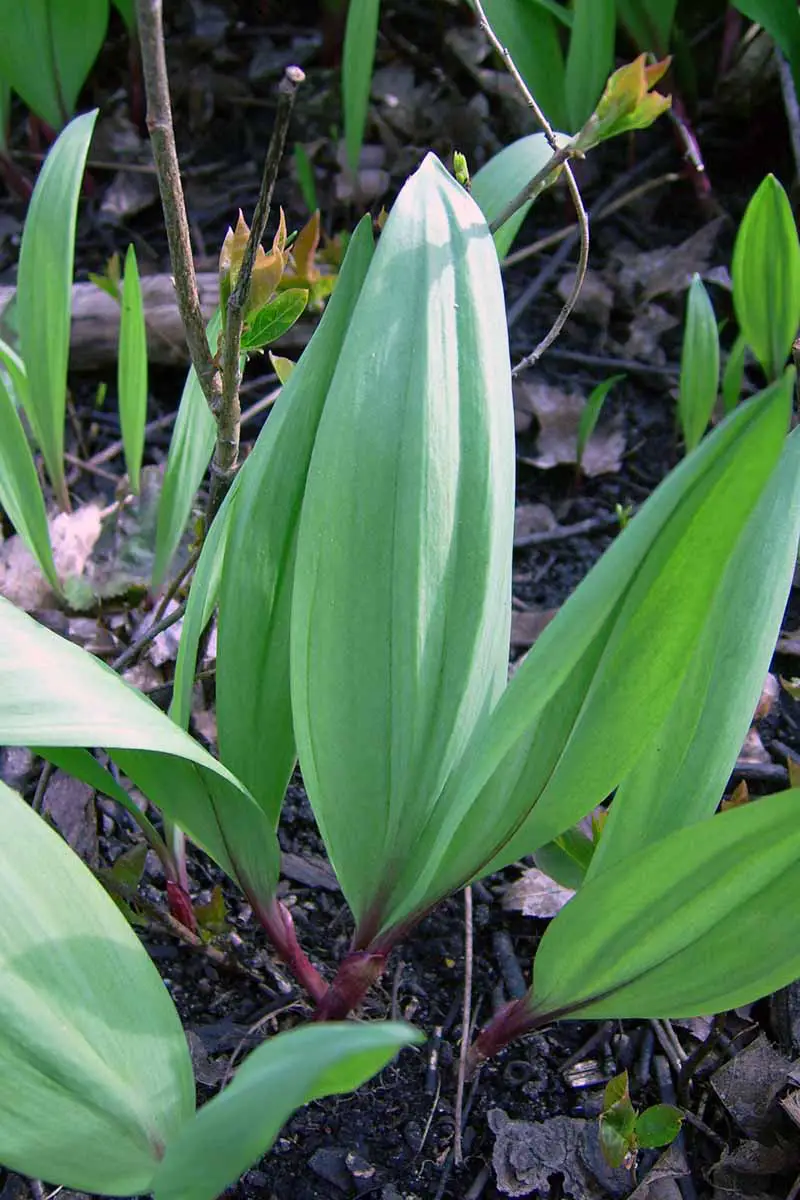 Un primer plano vertical de Allium tricoccum con grandes hojas verdes y tallos morados que crecen en la naturaleza sobre un fondo de enfoque suave.