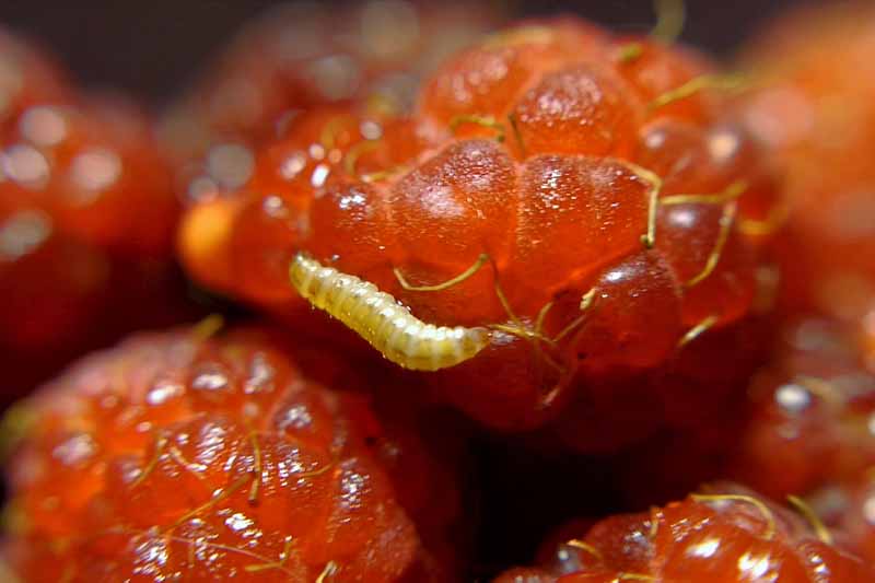 Cerca de Raspberry Fruitworm (Butyrus) arrastrándose sobre una baya.