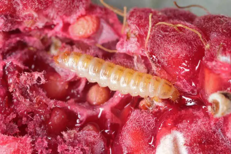 Los gusanos de la fruta de la frambuesa (Butyrus) se alimentan de bayas de cerca.