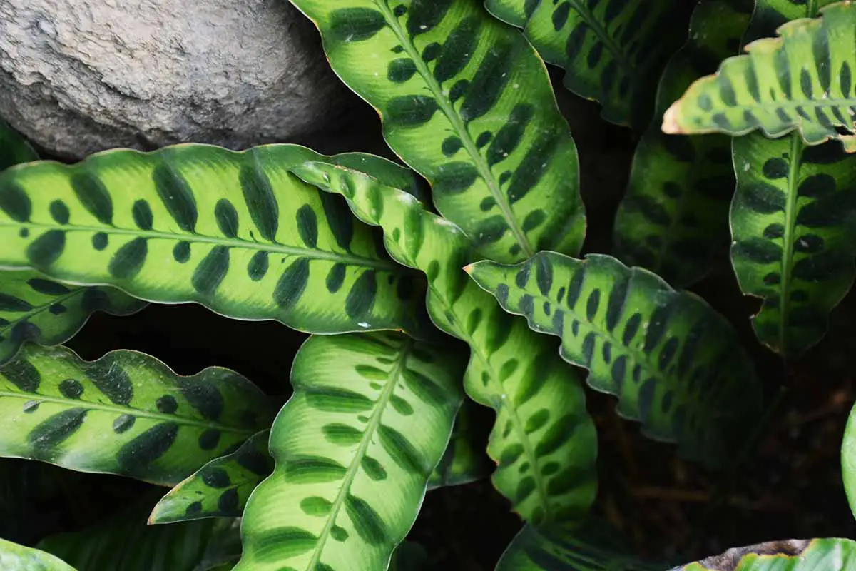 Una imagen horizontal de cerca de una planta de serpiente de cascabel (Goeppertia insignis) que crece entre rocas.