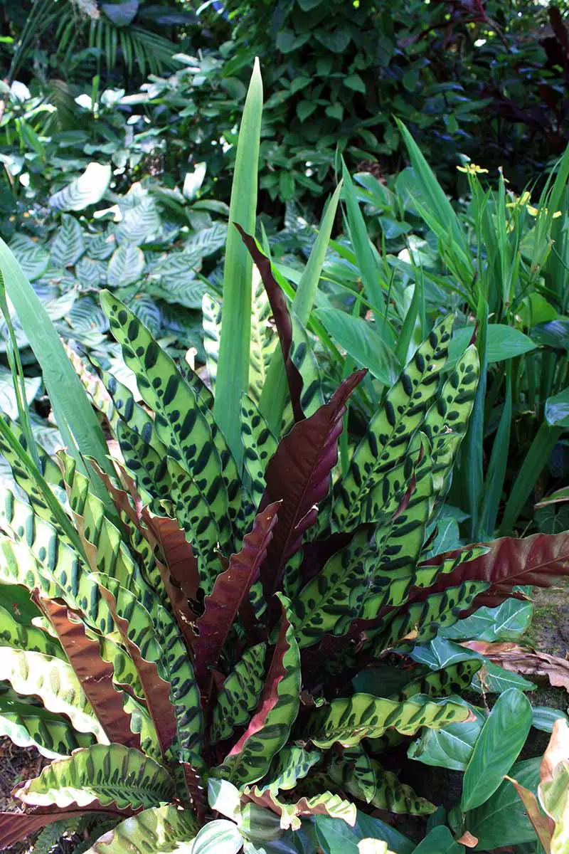 Una imagen vertical de cerca de una planta de serpiente de cascabel (Goeppertia insignis) que crece al aire libre en un jardín tropical.