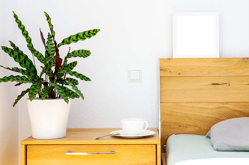 Una imagen horizontal de cerca de una planta de serpiente de cascabel (Goeppertia insignis) que crece en un recipiente blanco en una mesa lateral de dormitorio con un té cortado al lado.