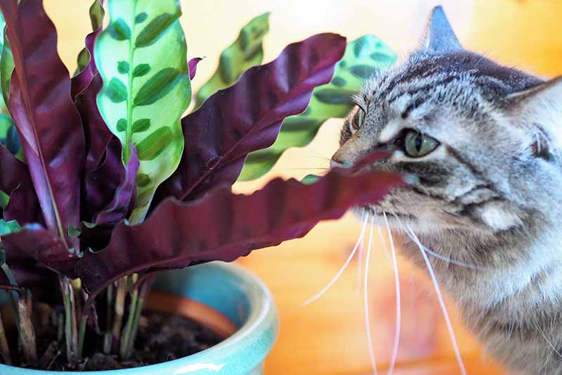 Una imagen horizontal de cerca de una planta de oración con un gato gris.