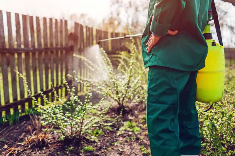 Una imagen horizontal de primer plano de un jardinero que usa un rociador de mochila para aplicar el control de plagas al jardín.
