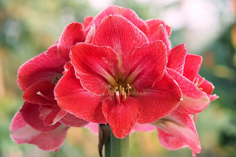 Una imagen horizontal de primer plano de una flor Hippeastrum rosa y roja representada en un fondo de enfoque suave.