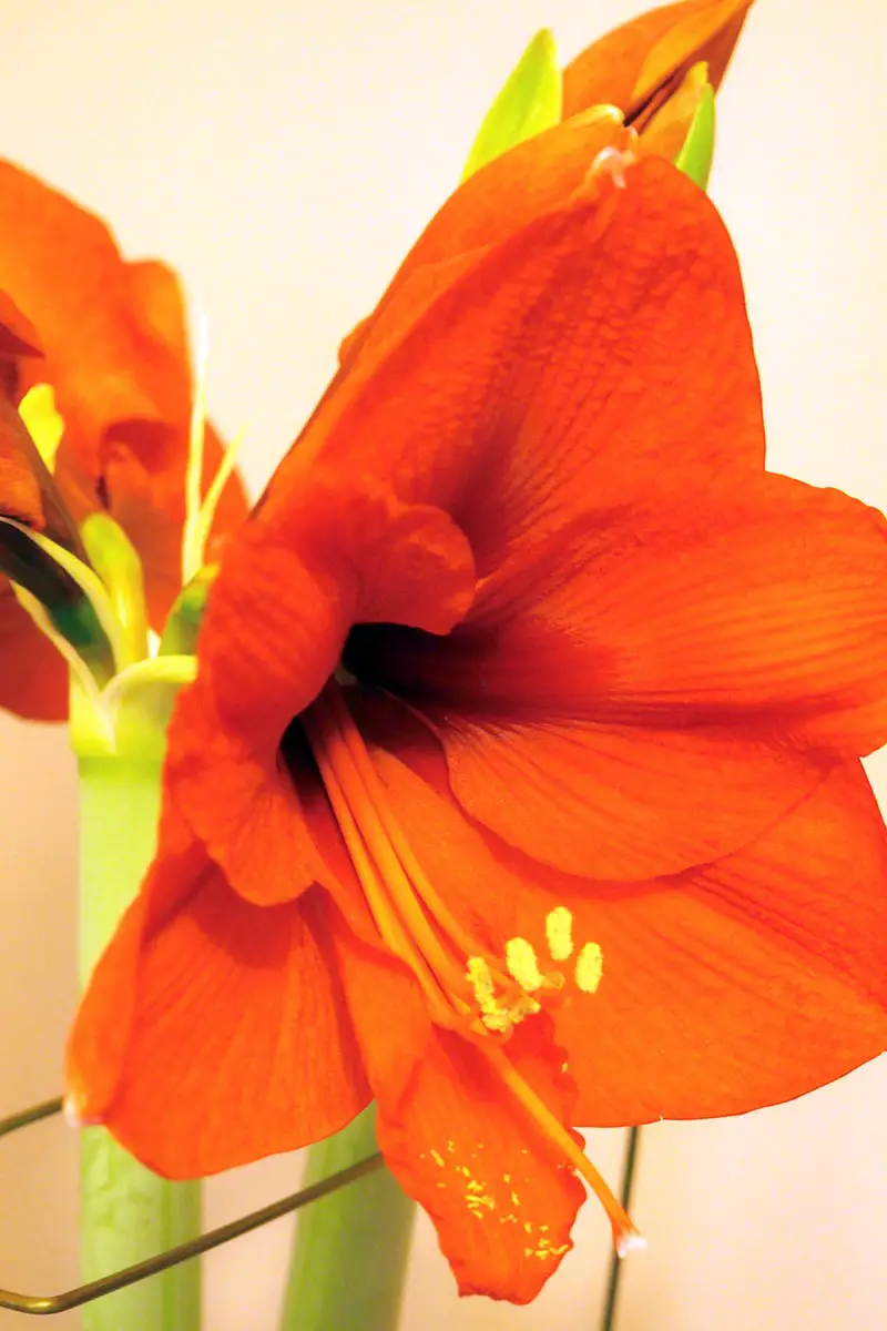 Una imagen vertical de cerca de una flor de amarilis roja brillante que crece en interiores apoyada por una estaca de metal.