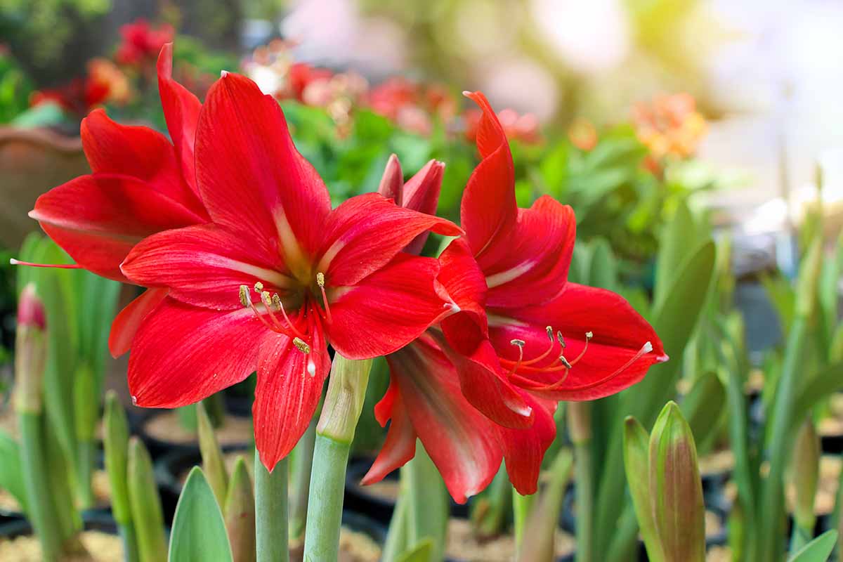 Una imagen horizontal de primer plano de flores de Hippeastrum rojas brillantes que crecen en el jardín, representadas en un fondo de enfoque suave.