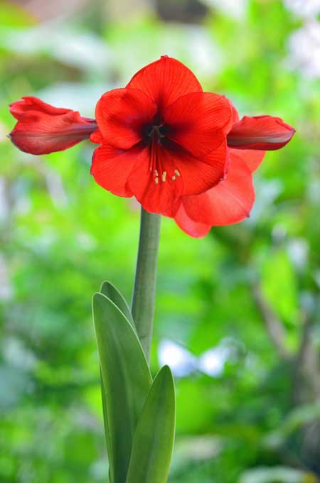 Una imagen vertical de cerca de una flor de amarilis roja, representada en un fondo de enfoque suave.