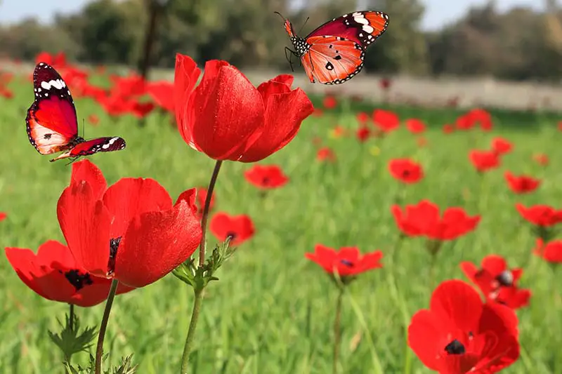 Una imagen horizontal de primer plano de flores rojas brillantes parecidas a la amapola que crecen en el jardín con mariposas aterrizando en las flores, representadas en un fondo de enfoque suave.