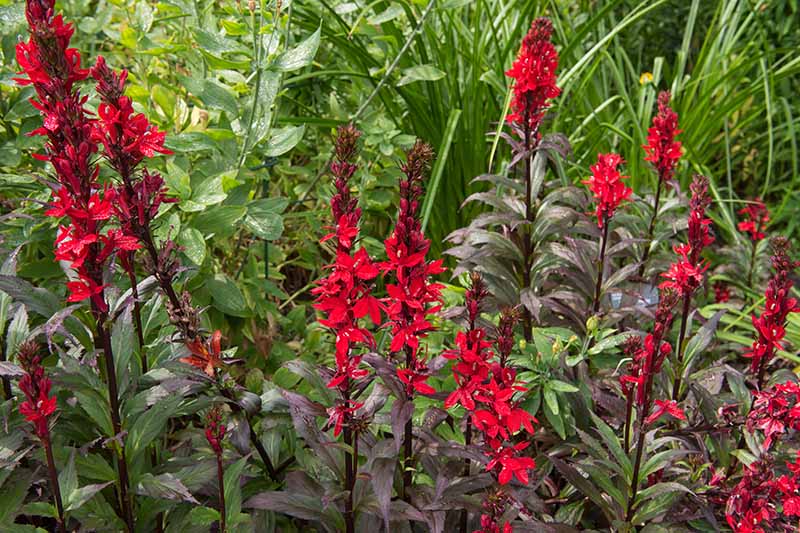 Una imagen horizontal de primer plano de una flor cardinal roja brillante que crece en el jardín de verano con follaje en un enfoque suave en el fondo.
