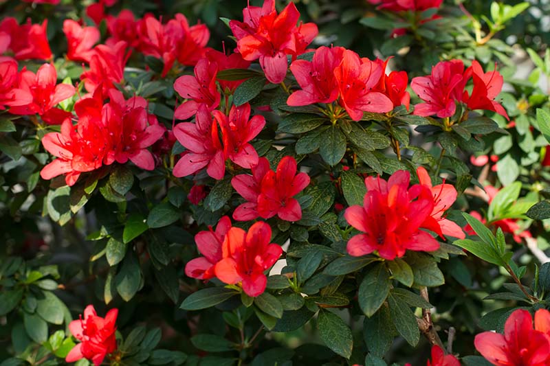 Un primer plano de azaleas rojas brillantes que florecen en el jardín de finales de verano, rodeadas de follaje verde oscuro.