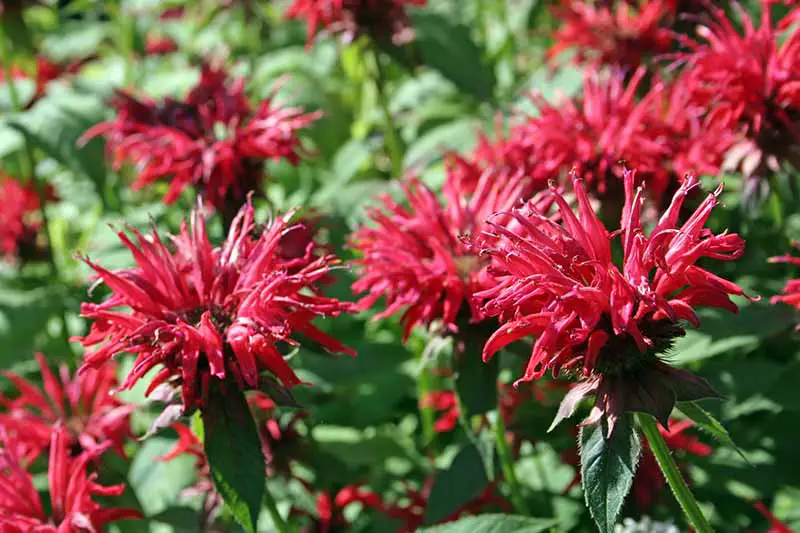 Un primer plano de flores rojas de monarda rodeadas de follaje verde de enfoque suave bajo el sol brillante.