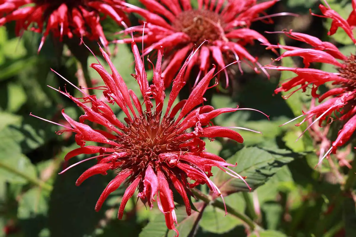 Una imagen horizontal de flores rojas de Monarda (bálsamo de abeja) representadas bajo un sol brillante.