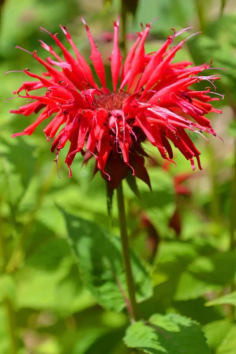 Una imagen vertical de cerca de una flor de bálsamo de abeja roja brillante con follaje de enfoque suave en el fondo bajo la luz del sol.  La flor tiene pétalos largos y delgados que se estrechan hacia el final con un centro rojo.