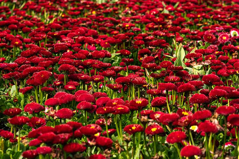 Una imagen horizontal de cerca de Bellis perennis 'Bellissima Red' que crece en el jardín.