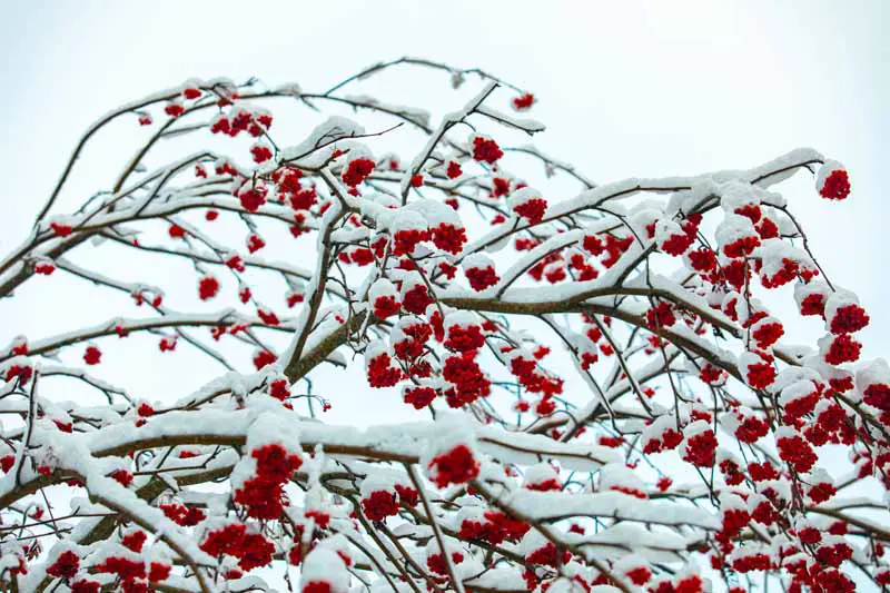 Una imagen horizontal de primer plano de las ramas de Ilex verticillata con bayas de color rojo brillante y una capa de nieve representada en un fondo de enfoque suave.