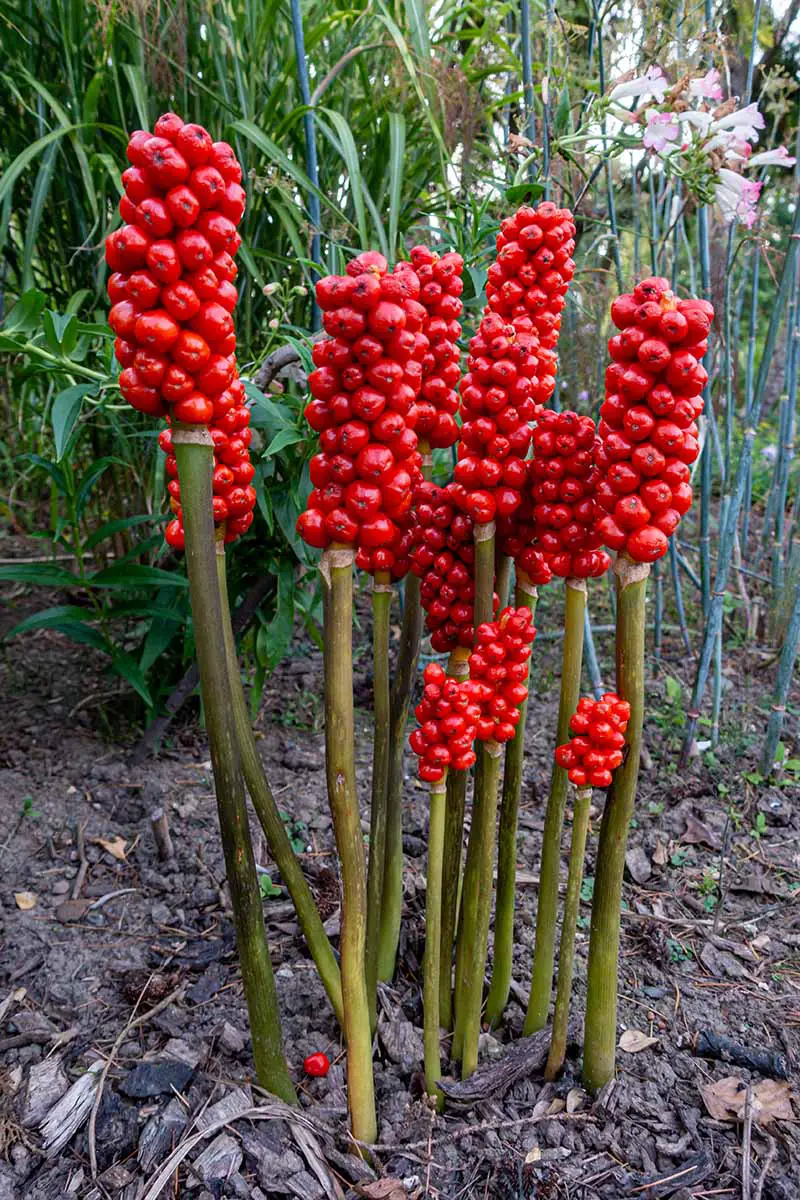 Una imagen vertical de cerca de las bayas rojas brillantes de Arisaema triphyllum.