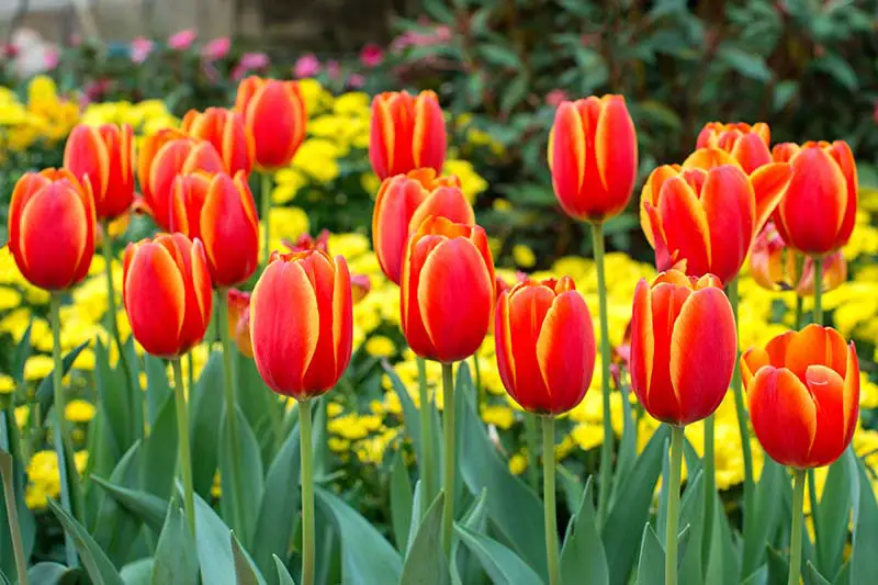 Una imagen horizontal de primer plano de tulipanes rojos y amarillos que crecen en el jardín en un fondo de enfoque suave.