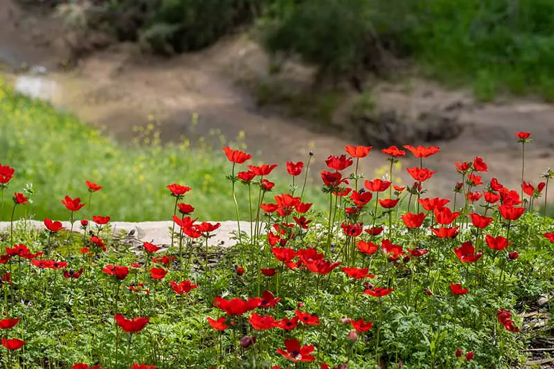 Una imagen horizontal de primer plano de flores de anémona de color rojo brillante como la amapola plantadas en masa en el jardín, representada en un fondo de enfoque suave.
