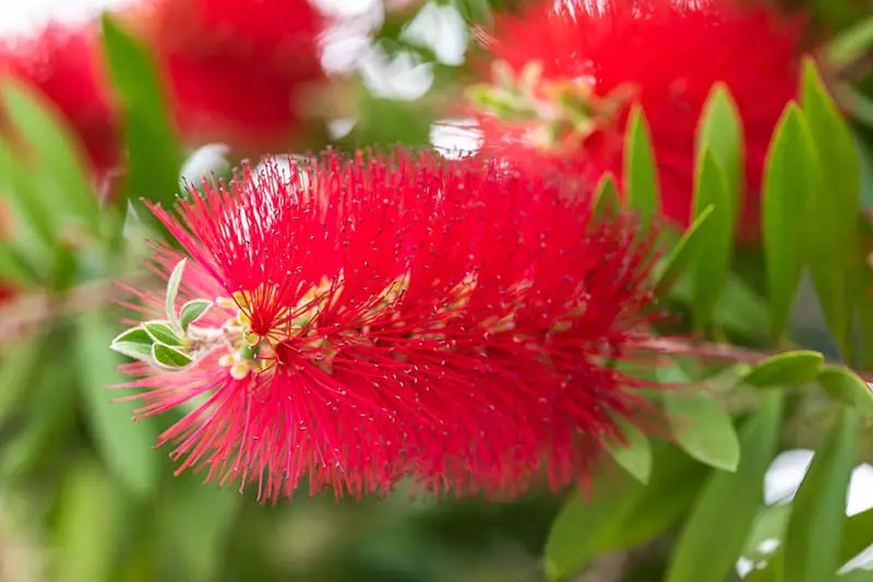 Una imagen horizontal de cerca de una flor Callistemon roja brillante que crece en el jardín con follaje en un enfoque suave en el fondo.