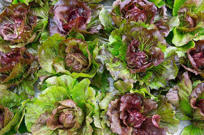 Una imagen de arriba hacia abajo de lechuga mantecosa roja con hojas suaves en tonos verde claro y rojizo.