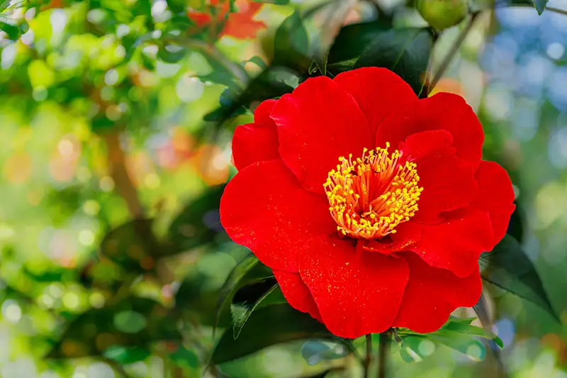 Una imagen horizontal de primer plano de una flor Camellia japonica roja representada en un fondo de enfoque suave.