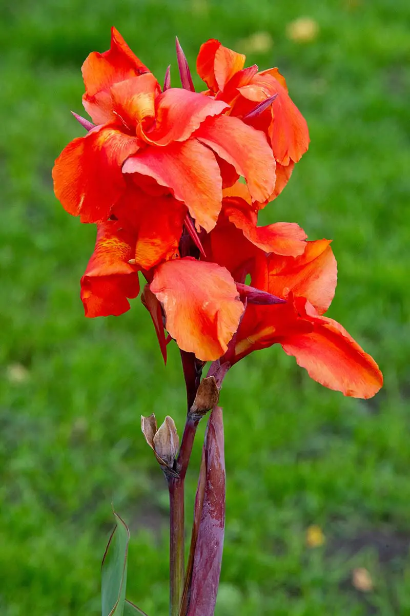 Una imagen vertical de primer plano de una flor de lirio de canna roja brillante representada en un fondo de enfoque suave.
